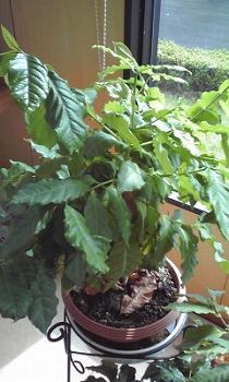 コーヒー豆の木。