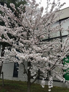 桜、咲きました！