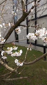 桜、咲きました。